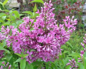 Сирень  китайская (Syringa chinensis); 60-100(см); С7